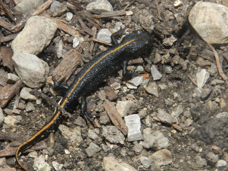 salamandra dalla livrea bellissima!!! Triturus carnifex